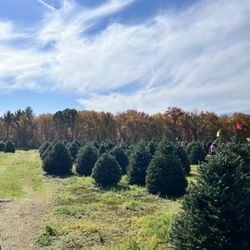Henry's Christmas Tree Farm - One small section of trees available for tagging