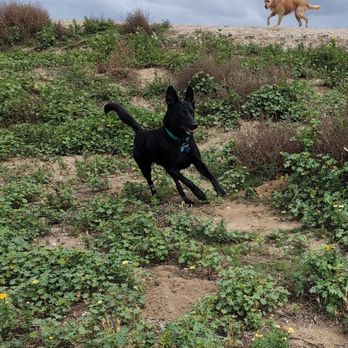 Uncle Scotty's Pet Care - Pasha loves to run! - Dog Walkers Near Me