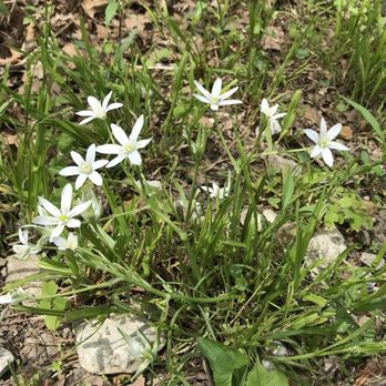 Unity Village Nature Trails - Wildflowers bloom - Hiking Near Me - Unity Village, Missouri Unity Village Nature Trails - Wildflowers bloom - Hiking Near Me - Unity Village, Missouri