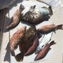 Photo of Drag On Charters