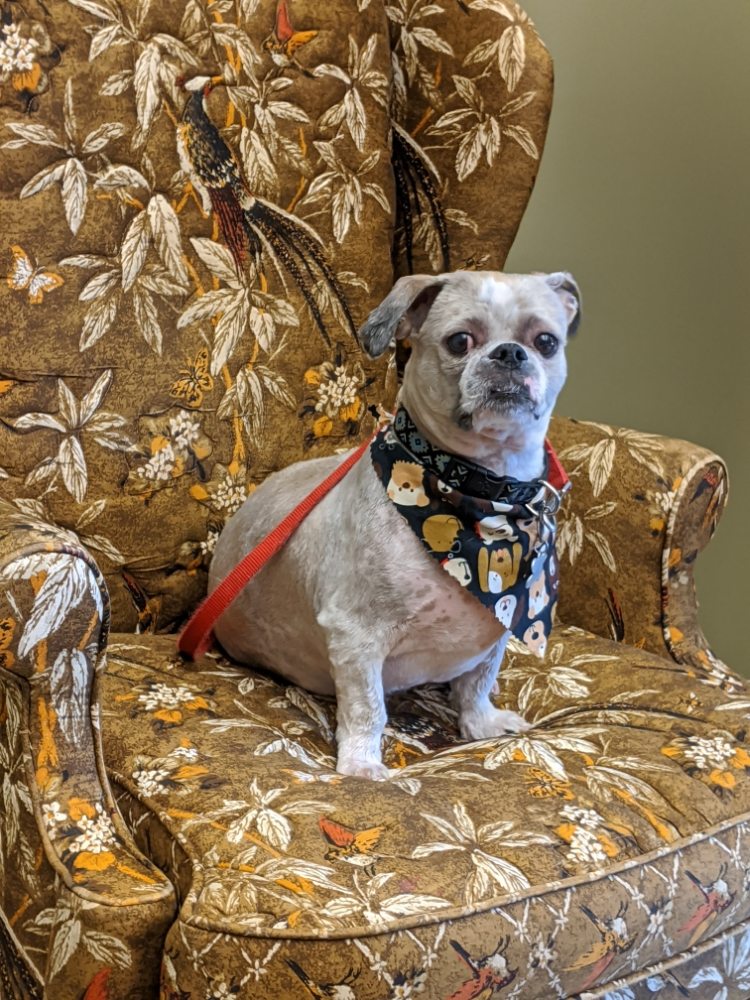 SCHEAR LUXURY PET RESORTS Updated June 2024 46 Photos 3076