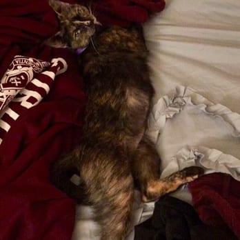 Seattle Humane - Couldn't love this kitty more that we adopted through Seattle Humane! - Animal Shelters Near Me - Bellevue, Washington