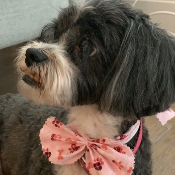 Ann's Pet Grooming - They leave her eyelashes long and I think it's adorable! - Pet Groomers Near Me - Brea, California Ann's Pet Grooming - They leave her eyelashes long and I think it's adorable! - Pet Groomers Near Me - Brea, California