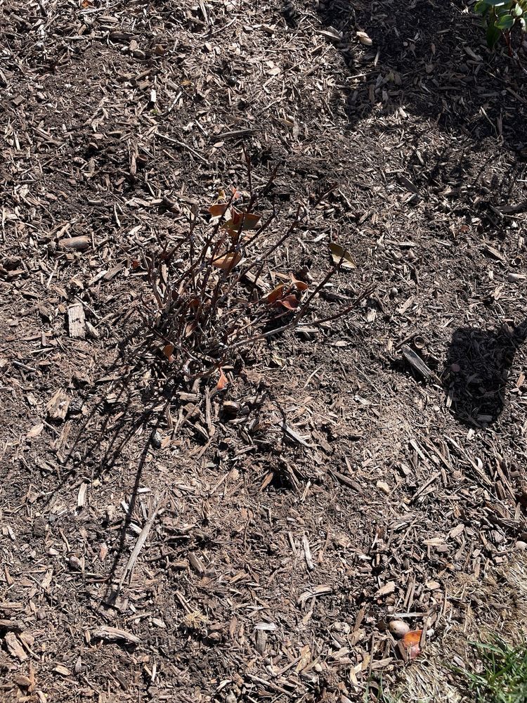 MEADOWS FARMS NURSERIES LANDSCAPING Updated September 2024 55