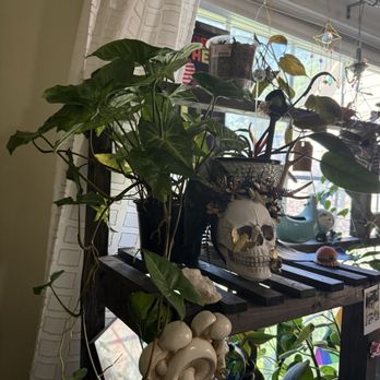 Peace Lily - Nurseries & Gardening Near Me - Cleveland Heights, Ohio Peace Lily - Nurseries & Gardening Near Me - Cleveland Heights, Ohio