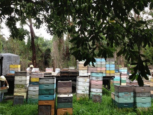 Big Island Bees by null