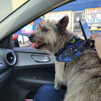 Erika's Pet Grooming - Ready to go home - Pet Groomers Near Me - Carson, California