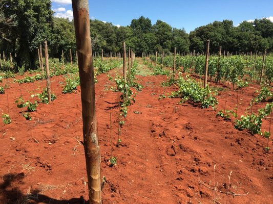 GRAPE + BEAN TASTING ROOM by null