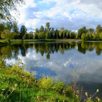 South Lewis County Park - Late afternoon in early October at South Lewis County Park pond. - Parks Near Me - Toledo, Washington South Lewis County Park - Late afternoon in early October at South Lewis County Park pond. - Parks Near Me - Toledo, Washington