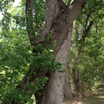 Cypress Bend Park - Amazing! A tree grew into another! - Parks Near Me - New Braunfels, Texas Cypress Bend Park - Amazing! A tree grew into another! - Parks Near Me - New Braunfels, Texas