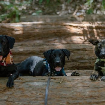 Devil Dog Training - Three dogs in training on a Redwood outing in down stays - Pet Training Near Me