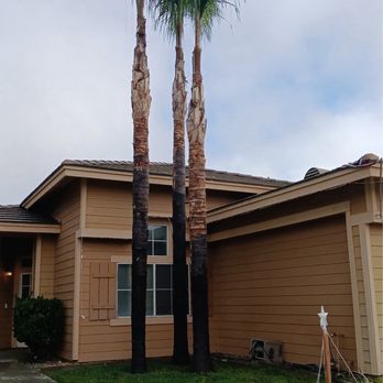 Isaac's Tree Service - Palm trees - Tree Services Near Me - colton, California Isaac's Tree Service - Palm trees - Tree Services Near Me - colton, California