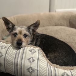 Pet Express Jax