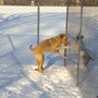 Photo of Camp Ravenwood Kennels