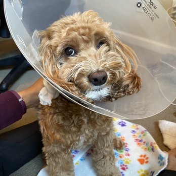 Classy Canine's Wiggle Rumps - After the vet visit - Pet Groomers Near Me - Castrovalley, California