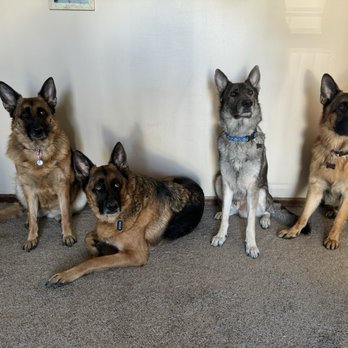 Wescom Financial - Missy, Max, Blue, and Duke. Mariah Thank you for assisting our humans today. July 11/2025. You are awesome! - Banks & Credit Unions Near Me - West Covina, California Wescom Financial - Missy, Max, Blue, and Duke. Mariah Thank you for assisting our humans today. July 11/2025. You are awesome! - Banks & Credit Unions Near Me - West Covina, California