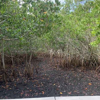 Bowditch Point Park - Mangroves along the trail - Beaches Near Me - Fort Myers Beach, Florida Bowditch Point Park - Mangroves along the trail - Beaches Near Me - Fort Myers Beach, Florida