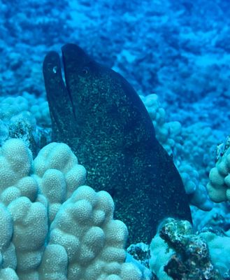 Maui Dreams Dive Co by null