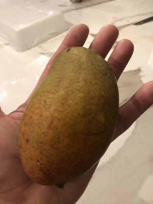 Golden Gate Palms by null