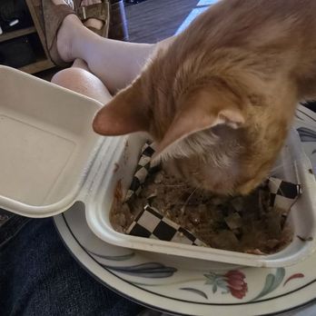 Streetzlan - Cat eating Frijoles de la Olla - Seafood Near Me - Elk Grove, California Streetzlan - Cat eating Frijoles de la Olla - Seafood Near Me - Elk Grove, California