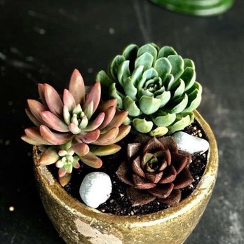 Mari's Gardens - My first 3 picks... - Nurseries & Gardening Near Me - Mililani, Hawaii