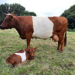 Kinderboerderij de Bijlmerweide