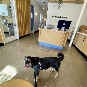 Modern Animal Walnut Creek - Veterinarians Near Me - Walnut Creek, California