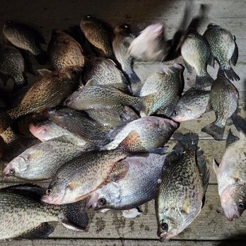 Shiner Shack - Tuffies just right for crappie. - Grocery Near Me - Garden City, Alabama Shiner Shack - Tuffies just right for crappie. - Grocery Near Me - Garden City, Alabama
