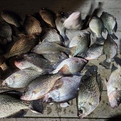 Shiner Shack - Tuffies just right for crappie.