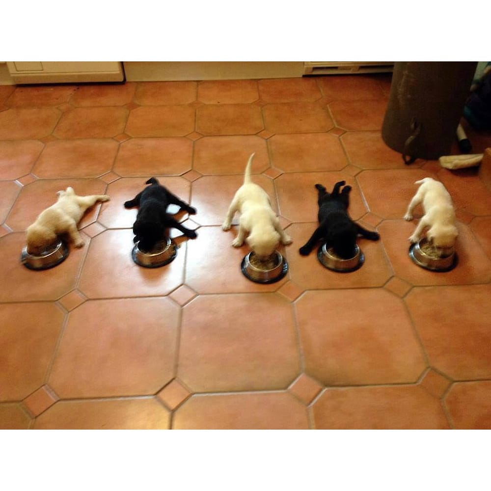 Paws At Peace Pro Pet Sitting Image