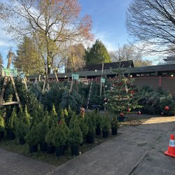 Aunt Leah's Christmas Tree Lot - Also offer small potted trees