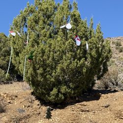 Christmas Tree Pass - The only decorated Christmas "tree"