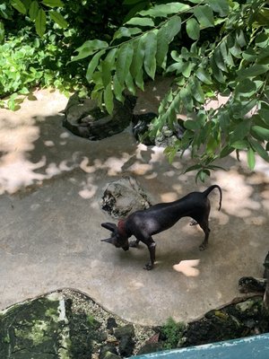 Croco Cun Zoo by null