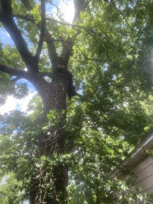 Dirty Ho Tree Service and More on Yelp