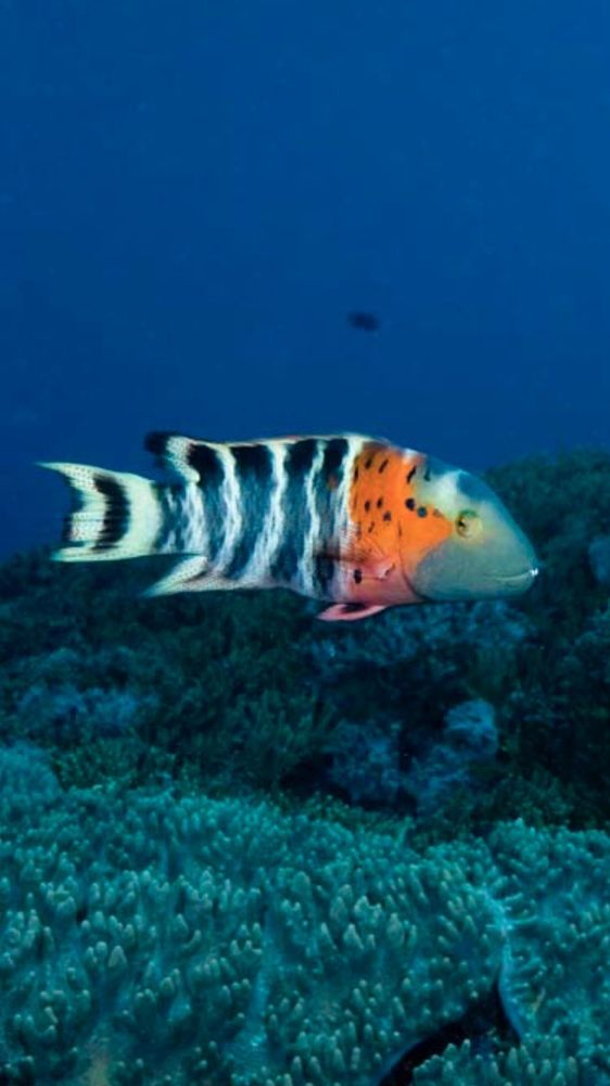 LAGNEAUX’S Updated September 2024 39 Photos & 67 Reviews 445