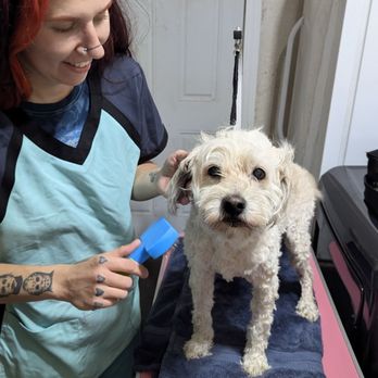Cleanest Pup - Tanisha and Wilbur - Pet Groomers Near Me Cleanest Pup - Tanisha and Wilbur - Pet Groomers Near Me