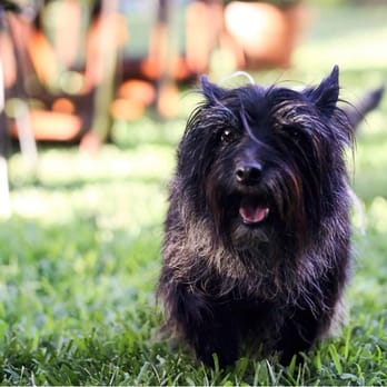 Pampered Pets Grooming - Pet Groomers Near Me - Redding, California Pampered Pets Grooming - Pet Groomers Near Me - Redding, California