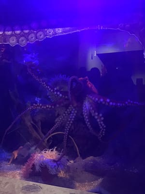 National Marine Aquarium by null