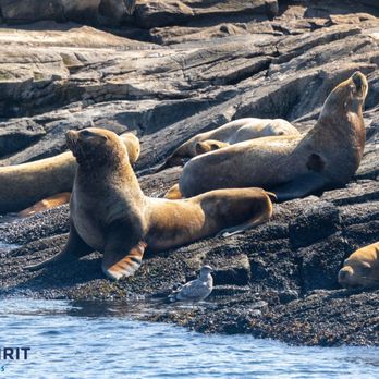 Orca Spirit Adventures - Seals - Whale Watching Tours Near Me - Victoria, British Columbia Orca Spirit Adventures - Seals - Whale Watching Tours Near Me - Victoria, British Columbia