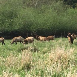Elk grazing