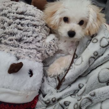 Cilie' Pet Grooming - Pet Groomers Near Me - Richmond, British Columbia Cilie' Pet Grooming - Pet Groomers Near Me - Richmond, British Columbia