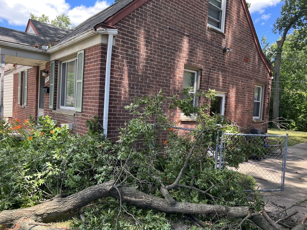 Avon Tree Service - tree service in Madison Heights, MI