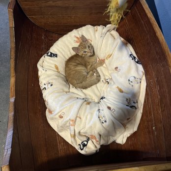 Orlando Cat Cafe - Animal Shelters Near Me - Clermont, Florida Orlando Cat Cafe - Animal Shelters Near Me - Clermont, Florida