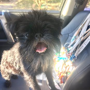 Walk! ATX Pet Care - Waaaanna go to the park?! - Dog Walkers Near Me - Austin, Texas