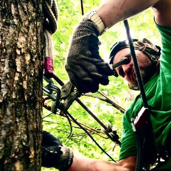 Living Tree Care - Cabling and Bracing are generational methods that minimizes the risk of tree and limb failure. - Tree Services Near Me Living Tree Care - Cabling and Bracing are generational methods that minimizes the risk of tree and limb failure. - Tree Services Near Me