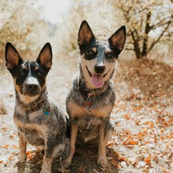 Grass Valley Veterinary Hospital
