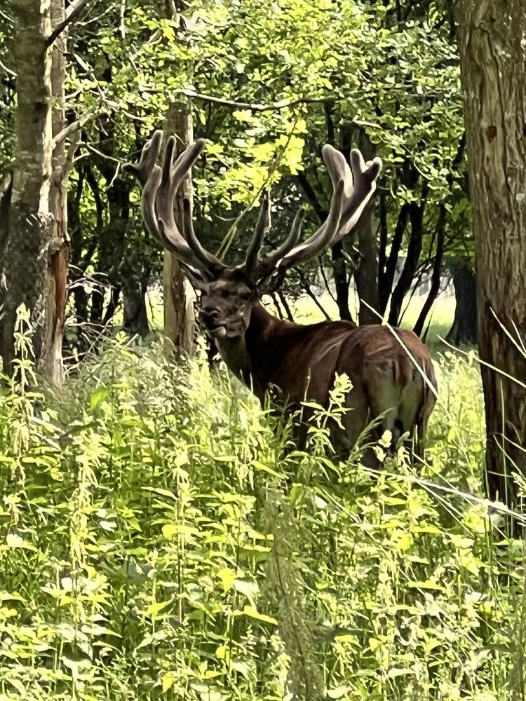 Jægersborg Dyrehave