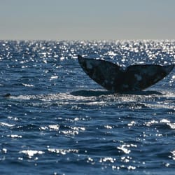 Top Tier Luxury Excursions - Gray Whales