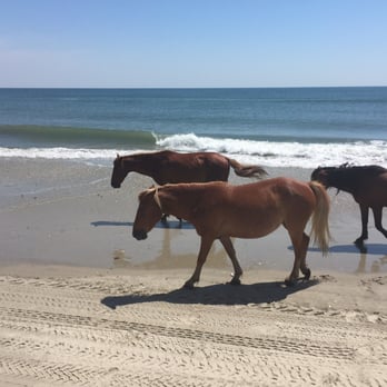 Corolla Wild Horse Fund - Community Service/Non-Profit Near Me - Corolla, North Carolina