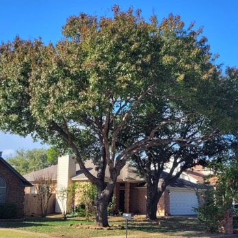 Tactical Tree Operations - After - Tree Services Near Me
